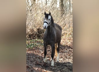 Welsh-B, Merrie, 5 Jaar, 133 cm, Schimmel