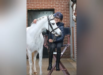 Welsh-B, Merrie, 6 Jaar, 125 cm, Wit