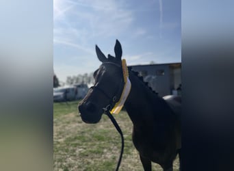 Welsh-B, Merrie, 6 Jaar, 140 cm, Donkerbruin