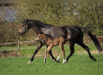 Welsh-B, Merrie, 6 Jaar, 140 cm, Donkerbruin