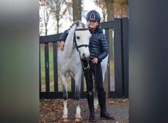 Welsh-B, Merrie, 6 Jaar