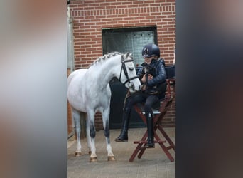 Welsh-B, Merrie, 6 Jaar