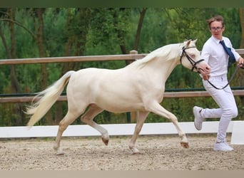 Welsh-B, Merrie, 7 Jaar, 125 cm, Cremello