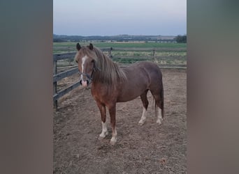 Welsh-B, Merrie, 7 Jaar, 125 cm, Vos