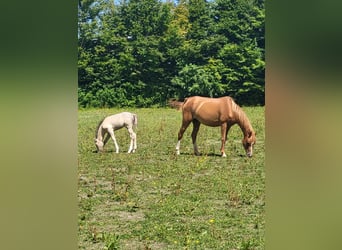 Welsh-B, Merrie, 7 Jaar, 127 cm, Vos