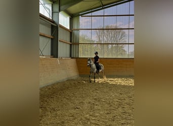 Welsh-B, Merrie, 7 Jaar, 132 cm, Schimmel