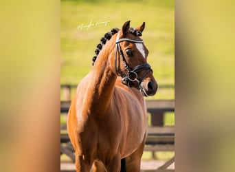 Welsh-B, Merrie, 7 Jaar, 136 cm, Bruin