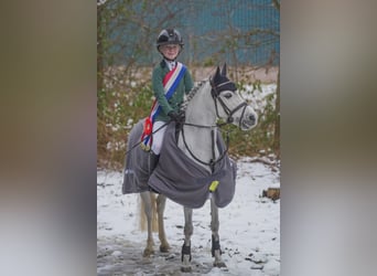 Welsh-B, Merrie, 8 Jaar, 121 cm, Appelschimmel