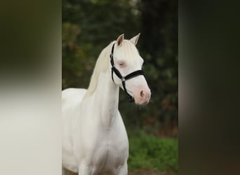 Welsh-B, Merrie, 8 Jaar, 127 cm, Cremello