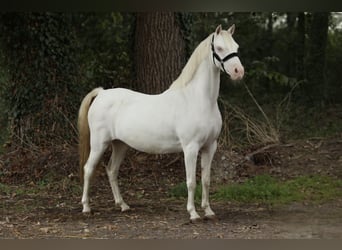 Welsh-B, Merrie, 8 Jaar, 127 cm, Cremello