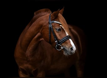 Welsh-B, Merrie, 8 Jaar, 128 cm, Vos