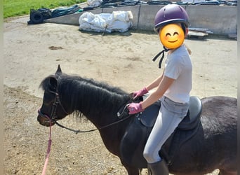 Welsh-B Mix, Merrie, 9 Jaar, 124 cm, Donkerbruin