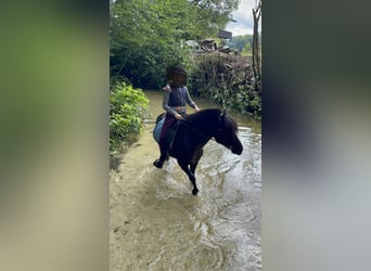 Welsh-B Mix, Merrie, 9 Jaar, 127 cm, Zwart