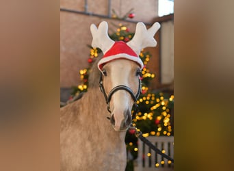 Welsh-B, Merrie, 9 Jaar, 134 cm, Palomino