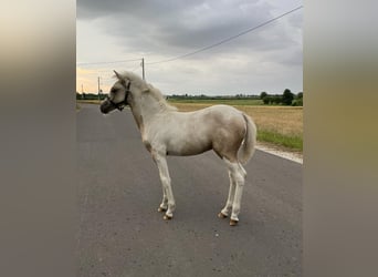 Welsh-B Mix, Merrie, Veulen (03/2025), 130 cm, Palomino
