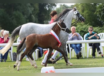 Welsh-B, Merrie, veulen (05/2023), Roan-Blue