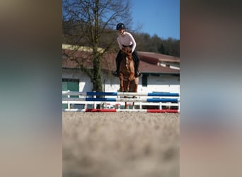 Welsh-B, Onbekend, 13 Jaar, 128 cm, Vos