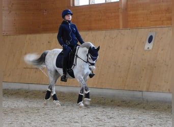 Welsh-B, Ruin, 10 Jaar, 132 cm, Appelschimmel
