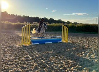 Welsh-B, Ruin, 10 Jaar, 132 cm, Appelschimmel