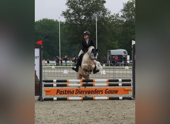 Welsh-B, Ruin, 10 Jaar, 136 cm, Cremello