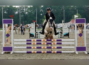 Welsh-B, Ruin, 10 Jaar, 136 cm, Cremello