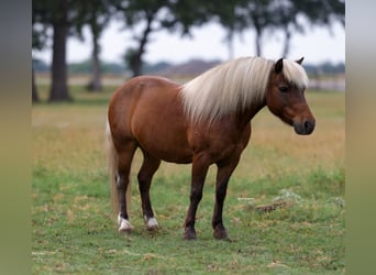 Welsh-B, Ruin, 11 Jaar, 102 cm, Donkere-vos