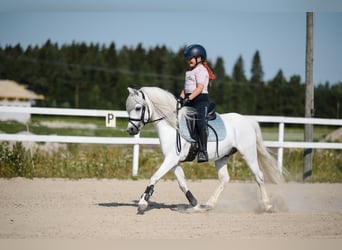 Welsh-B, Ruin, 11 Jaar, 125 cm