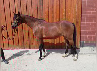 Welsh-B, Ruin, 11 Jaar, 136 cm, Bruin