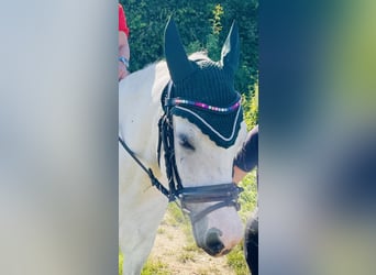 Welsh-B Mix, Ruin, 12 Jaar, 129 cm, Appelschimmel