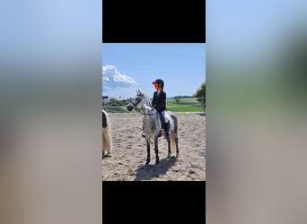 Welsh-B, Ruin, 12 Jaar, 130 cm, Schimmel