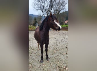 Welsh-B, Ruin, 12 Jaar, 134 cm, Zwartbruin