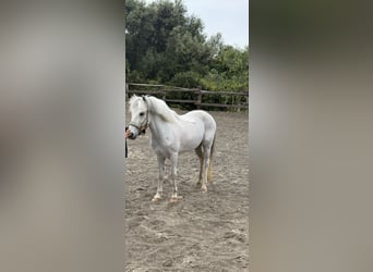 Welsh-B Mix, Ruin, 13 Jaar, 124 cm, Schimmel