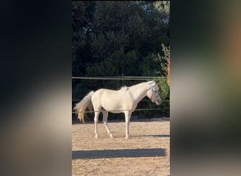Welsh-B Mix, Ruin, 13 Jaar, 124 cm, Schimmel