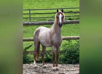 Welsh-B, Ruin, 13 Jaar, 132 cm