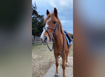 Welsh-B, Ruin, 13 Jaar, 146 cm, Vos