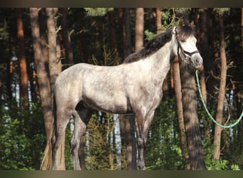 Welsh-B, Ruin, 15 Jaar, 132 cm, Appelschimmel