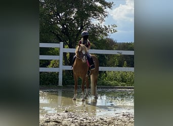 Welsh-B, Ruin, 17 Jaar, 133 cm, Vos