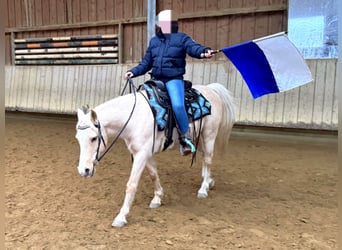 Welsh-B Mix, Ruin, 17 Jaar, 135 cm, Palomino