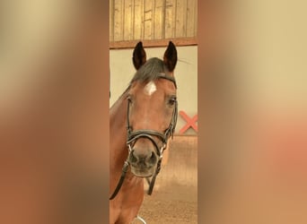 Welsh-B, Ruin, 17 Jaar, 148 cm, Bruin