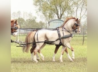 Welsh-B, Ruin, 18 Jaar, 119 cm, Roan-Red