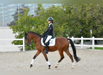 Welsh-B, Ruin, 18 Jaar, 148 cm, Bruin