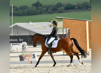 Welsh-B, Ruin, 18 Jaar, 148 cm, Bruin