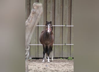 Welsh-B, Ruin, 1 Jaar, 114 cm, Bruin