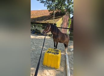 Welsh-B, Ruin, 1 Jaar, 114 cm, Bruin