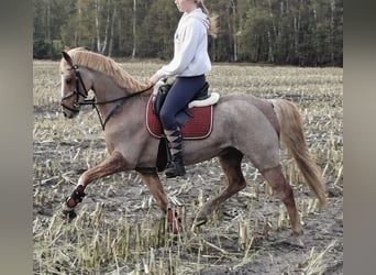 Welsh-B, Ruin, 20 Jaar, 136 cm, Rood schimmel
