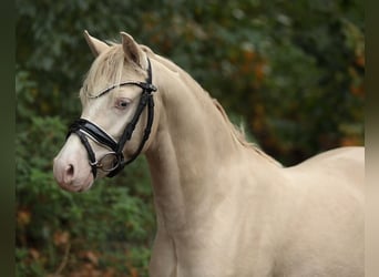 Welsh-B, Ruin, 2 Jaar, 125 cm, Cremello