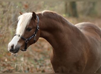 Welsh-B, Ruin, 2 Jaar, 126 cm, Vos