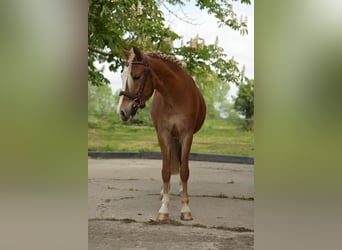 Welsh-B Mix, Ruin, 2 Jaar, 128 cm, Vos