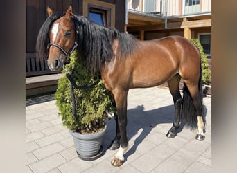 Welsh-B, Ruin, 2 Jaar, 130 cm, Bruin