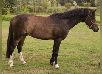 Welsh-B, Ruin, 3 Jaar, 124 cm, Donkerbruin